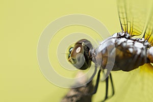 Close up image of blue dragonfly