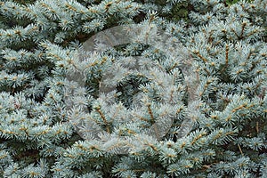 Close-up image of Blue Spruce tree