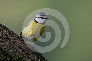 Close-up image of a blue tit