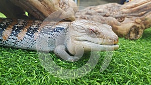 Close up image of a Blue Tongue Lizard