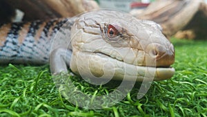 Close up image of a Blue Tongue Lizard