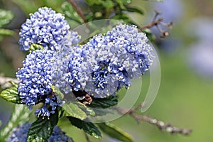 Close up image of blueblossom flowers