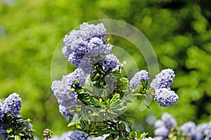 Close up image of blueblossom flowers