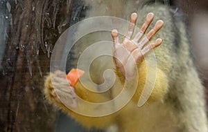 Close up image of a Monkey trapped inside a glass cage