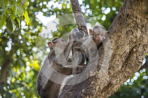 A close up image of a Bonnet Macaque Monkey baby with its mother grooming it