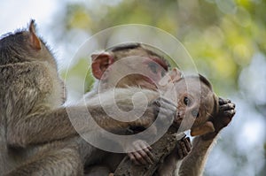 A close up image of a Bonnet Macaque Monkey baby with its mother grooming it