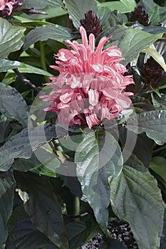 Close-up image of Brazilia plume flower