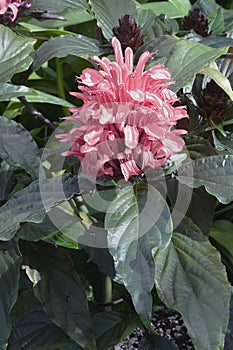 Close-up image of Brazilia plume flower photo