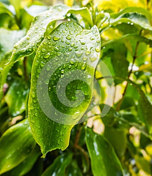Close-up image of a bright green tropical leaf with large rain droplets on it after a storm