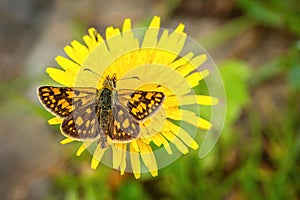 Close up image of a bright orange and brown butterfly