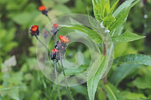 Close-up image of bright Orange Hawkweed flowers in bloom, wild ornamental flowering plants with green leaves