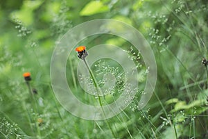 Close-up image of bright Orange Hawkweed flowers in bloom, wild ornamental flowering plants with green leaves
