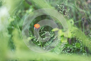 Close-up image of bright Orange Hawkweed flowers in bloom, wild ornamental flowering plants with green leaves