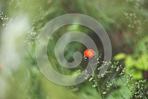 Close-up image of bright Orange Hawkweed flowers in bloom, wild ornamental flowering plants with green leaves