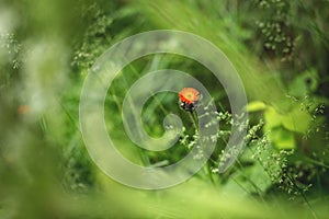 Close-up image of bright Orange Hawkweed flowers in bloom, wild ornamental flowering plants with green leaves