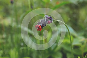 Close-up image of bright Orange Hawkweed flowers in bloom, wild ornamental flowering plants with green leaves