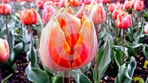 Close-up image of bright red and yellow tulip