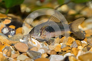 A close up image of a Bronze Corydora Cat fish in an Aquarium