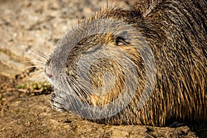Close up image of a brown coypu on muddy ground