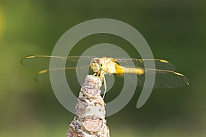 Close up image of brown dragonfly