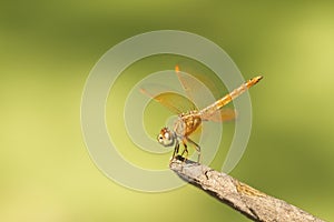 Close up image of brown dragonfly