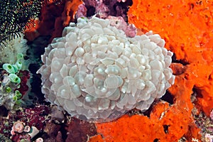 Close-up image of bubble coral (Plerogyra sinuosa) photo