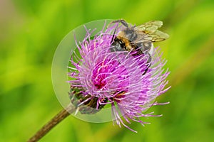 Close up image of a bumble bee