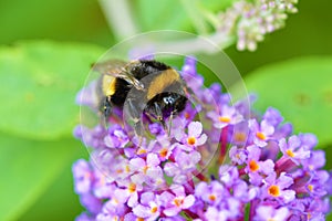 Bumble Bee on a buddleia flower.