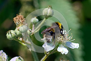 Close up image of a bumblebee pollinating a wild rose