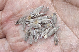 close shot of the bundle of plaster bagworm nestle. photo