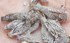 close shot of the bundle of plaster bagworm nestle. photo
