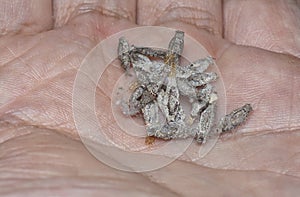 close shot of the bundle of plaster bagworm nestle. photo