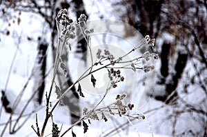 Immagine da bardana pianta inverno 