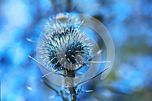 Close up image of a burdock flower.