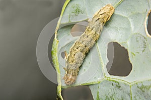 A close up image of a Cabbage Moth caterpillar, Mamestra brassicae