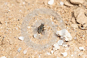 A Calyptrate Fly (Zoosubsection Calyptratae) on Gravel in Colorado photo