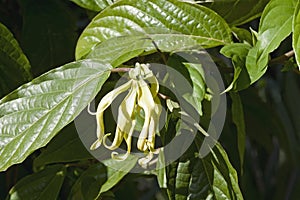 Close-up image of Cananga tree flower