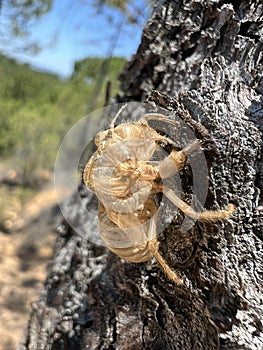 Cicada Exuvia on a Tree Trunk: Macro Shot in Southern France