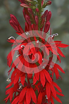 Close-up image of Cardinal flower