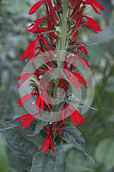 Close-up image of Cardinal flower