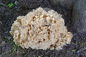 Close-up image of Cauliflower fungus.