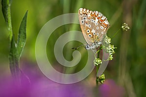 Close up image of a chalk hill blue butterfly