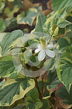 Close-up image of Chameleon plants