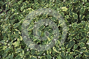 Close-up image of Chameleon plants