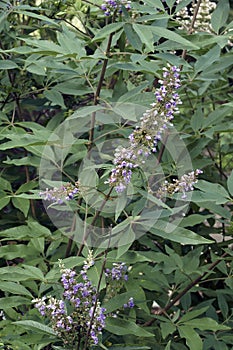 Close-up image of Chaste tree flowers