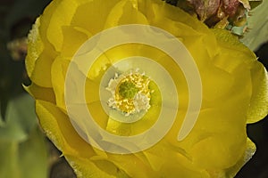 Close up image of Cholia cactus flower