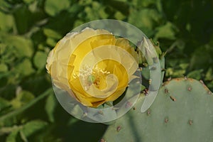 Close-up image of Cholia cactus flower