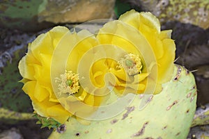 Close-up image of Cholia cactus flowers