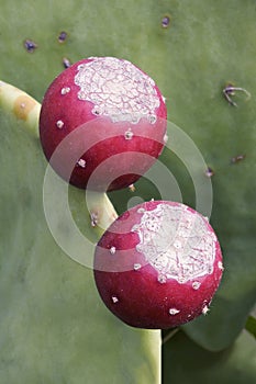Close up image of Cholia cactus fruits