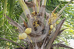 close up image of a coconut tree with some of its young fruit.